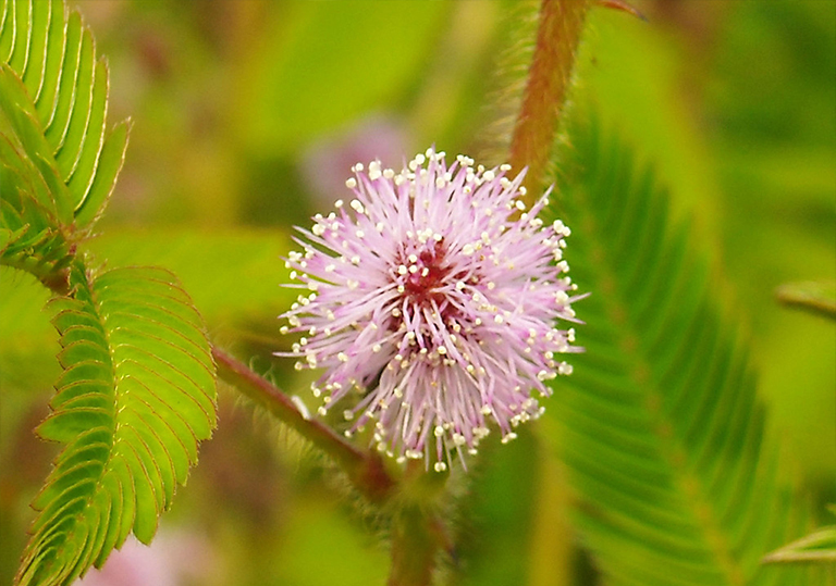 含羞草.jpg 含羞草