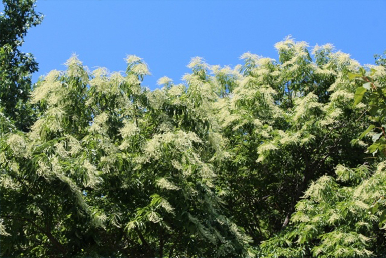 仿真樹.jpg 仿真樹