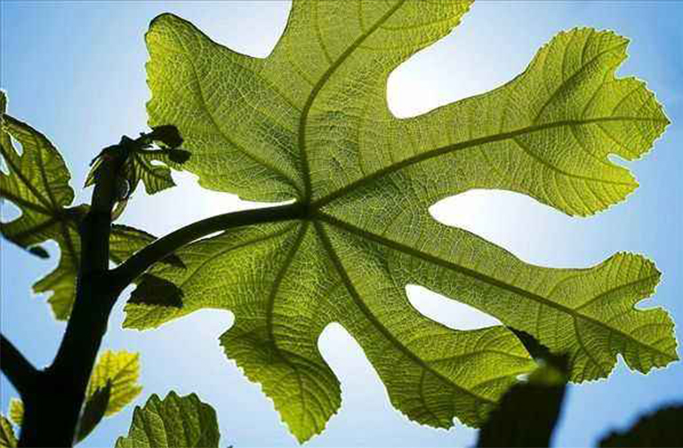 仿真樹.jpg 仿真樹