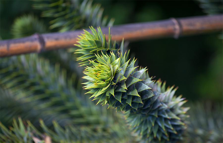 智利南美衫.jpg 智利南美衫