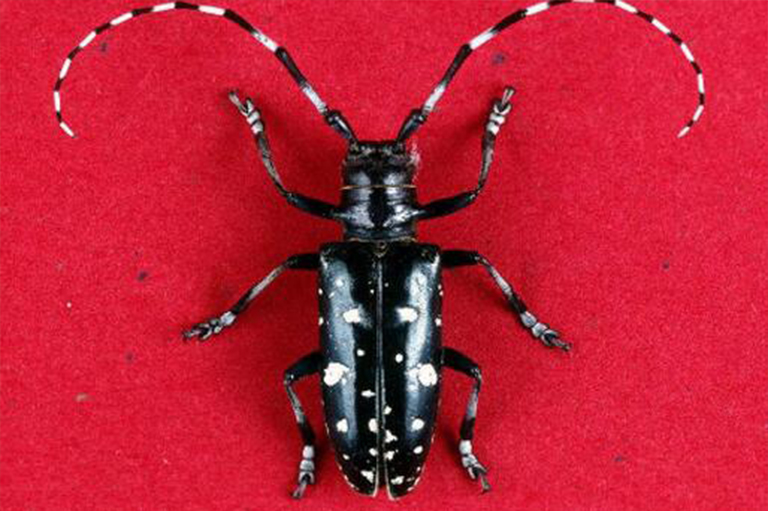 亞洲長(zhǎng)角甲蟲(chóng)