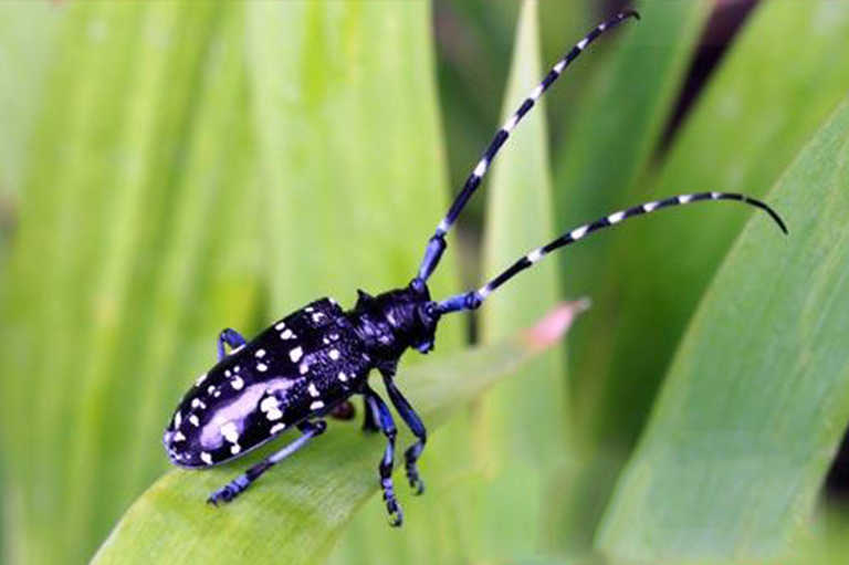 亞洲長(zhǎng)角甲蟲(chóng)