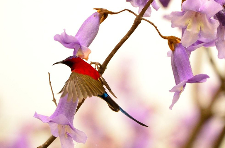 仿真樹.jpg 仿真樹