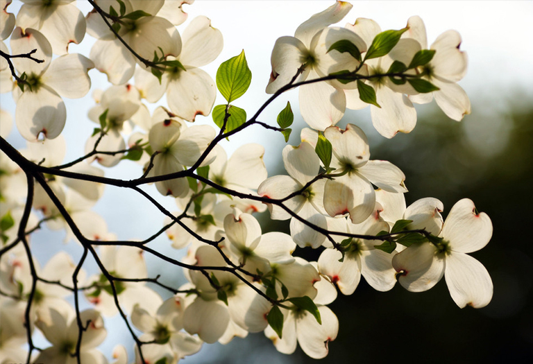 山茱萸.jpg 山茱萸