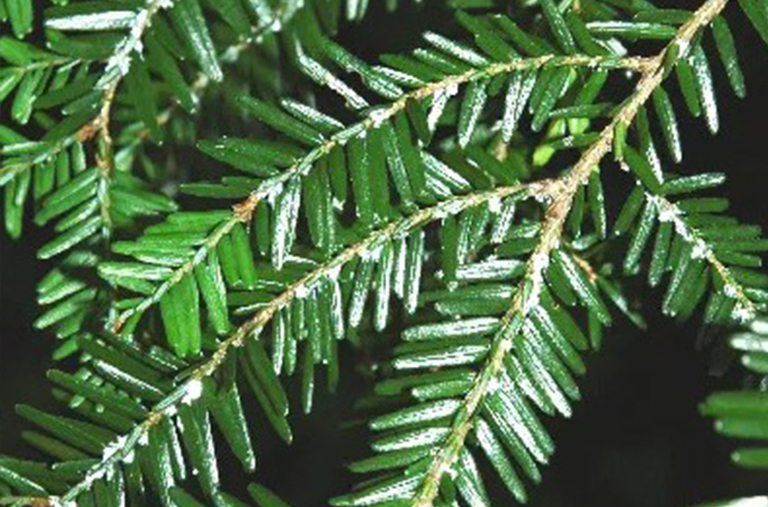 與Woolly Adelgid的鐵杉.jpg 與Woolly Adelgid的鐵杉