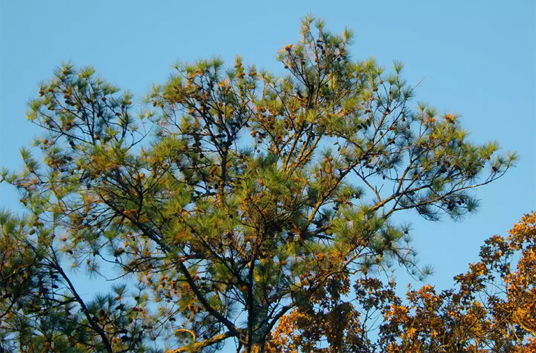 仿真樹.jpg 仿真樹