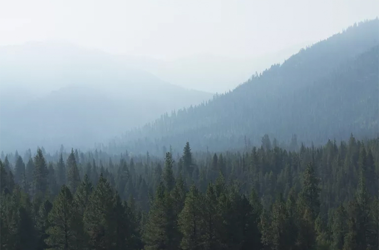 針葉樹林.jpg 針葉樹林