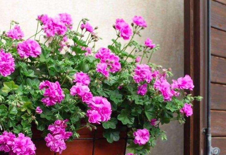 仿真樹.jpeg 仿真樹