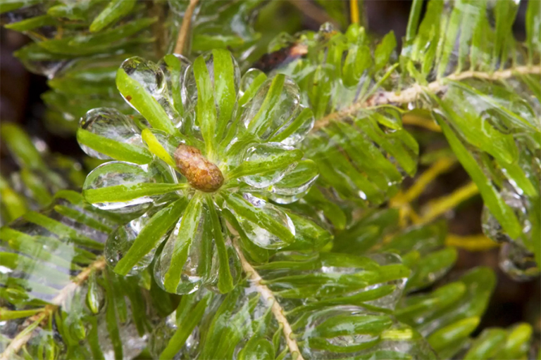 仿真樹.jpg 仿真樹