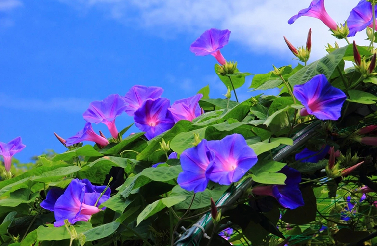 牽牛花