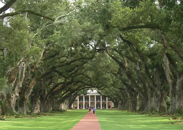 南部種植園的橡樹.jpg 南部種植園的橡樹