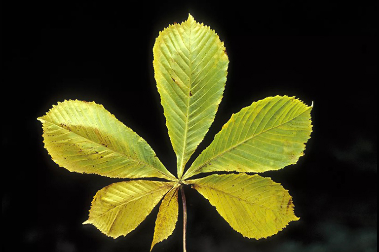 樹葉分類.jpg 樹葉分類