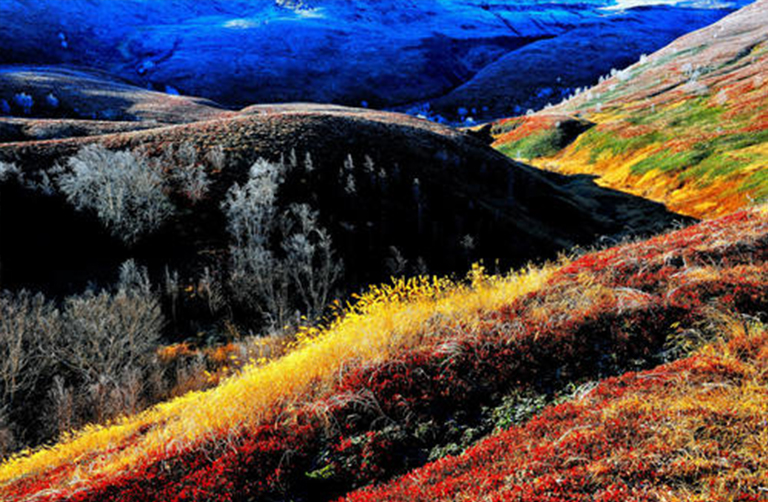 溫帶森林生態系統.jpg 溫帶森林生態系統