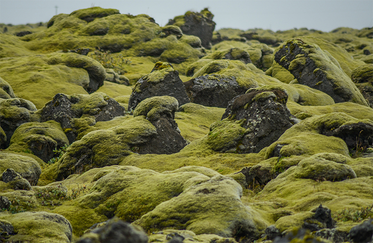 生物群落與氣候之間的聯系