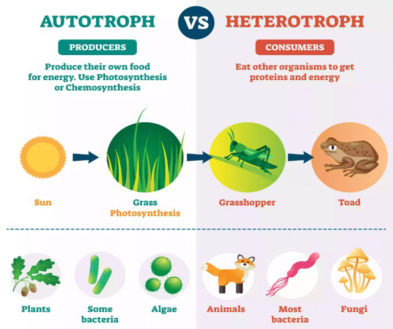 自養(yǎng)生物.jpg 自養(yǎng)生物