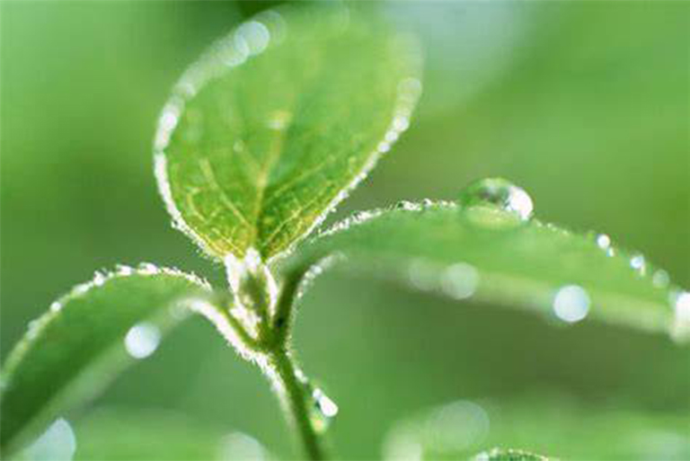 植物的生命周期