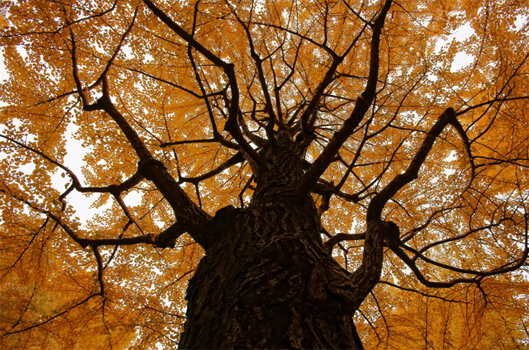 秋天的銀杏樹