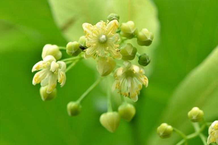 美國bass木，也稱為菩提樹