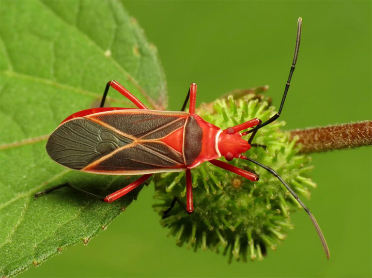 棉花染色蟲.jpg 棉花染色蟲