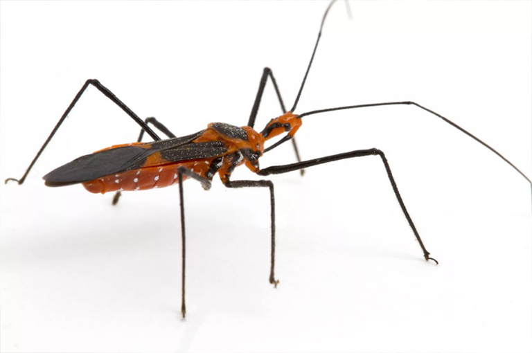 乳草刺客的bug.jpg 乳草刺客的bug