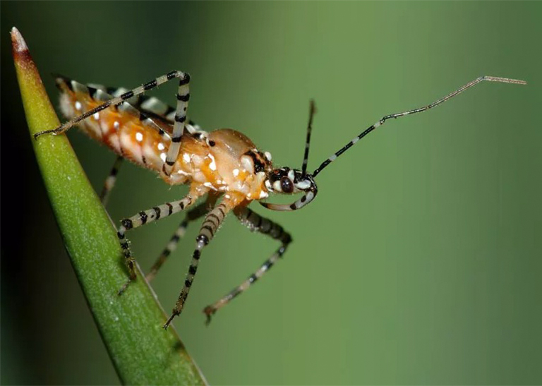 黑環(huán)腿的刺客小蟲坐在植物上.jpg 黑環(huán)腿的刺客小蟲坐在植物上
