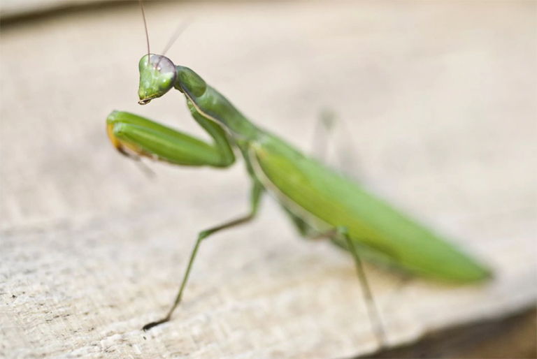 螳螂站立,雙臂準(zhǔn)備誘捕獵物.jpg 螳螂站立,雙臂準(zhǔn)備誘捕獵物