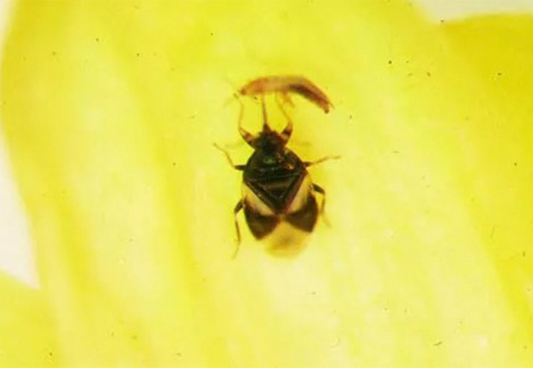 微小的海盜蟲捕到了昆蟲.jpg 微小的海盜蟲捕到了昆蟲