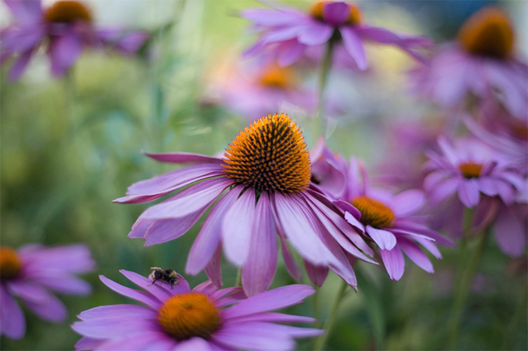 紫錐花.jpg 紫錐花