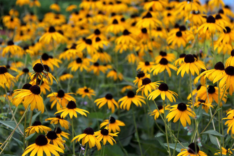 黃金菊.jpg 黃金菊