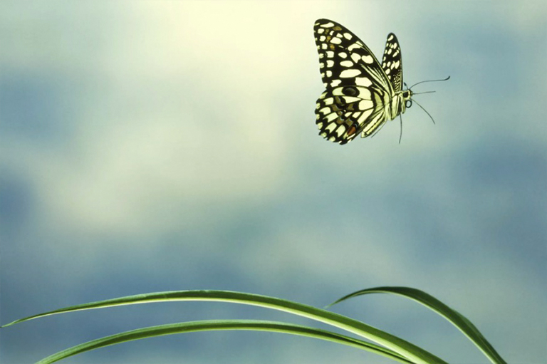 保護蝴蝶免受風吹