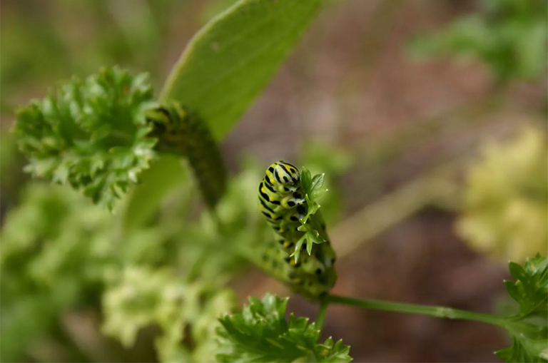 提供毛毛蟲寄主植物.jpg 提供毛毛蟲寄主植物