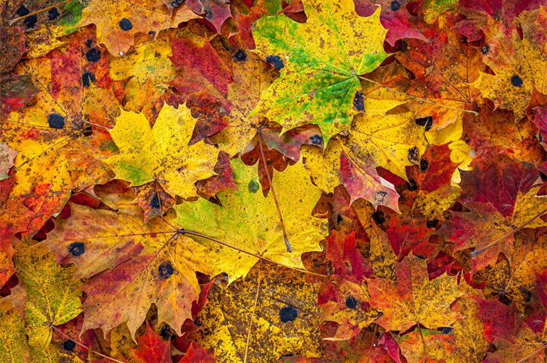 為越冬的蝴蝶和毛毛蟲提供遮蓋物.jpg 為越冬的蝴蝶和毛毛蟲提供遮蓋物