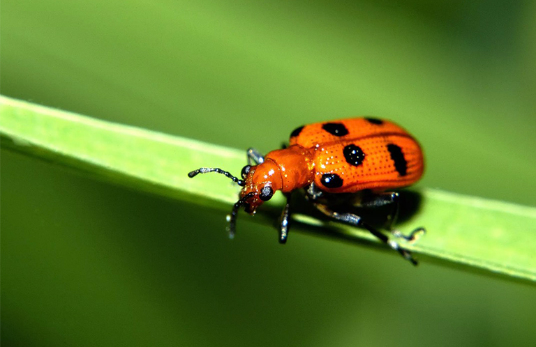 跳蚤甲蟲.jpg 跳蚤甲蟲