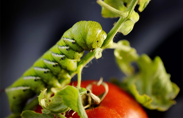 跳蚤甲蟲.jpg 跳蚤甲蟲