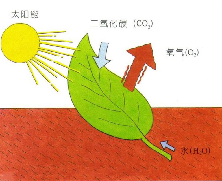 光合作用基礎學習指南.jpg 光合作用基礎學習指南