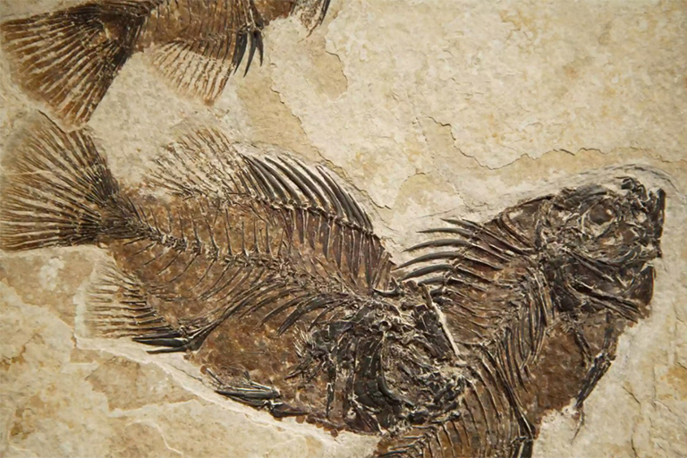 化石比尤特國家紀念碑