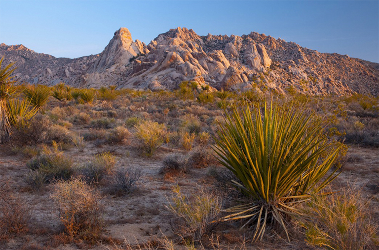 莫哈韋國家保護區(qū)，加利福尼亞，美國，北美洲
