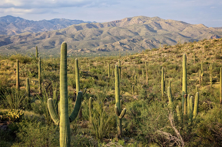 柱仙人掌國家公園