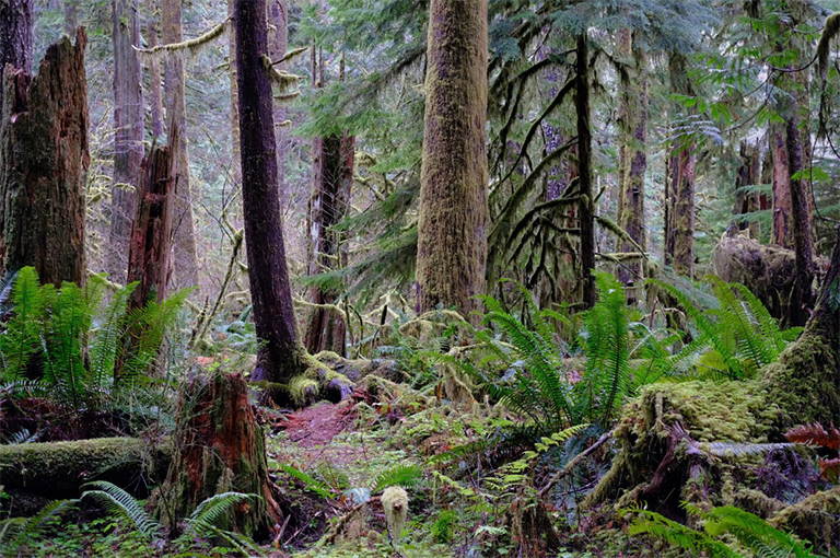 奧林匹克國家公園.jpg 奧林匹克國家公園