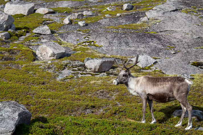 挪威洪寧斯沃.jpg 挪威洪寧斯沃