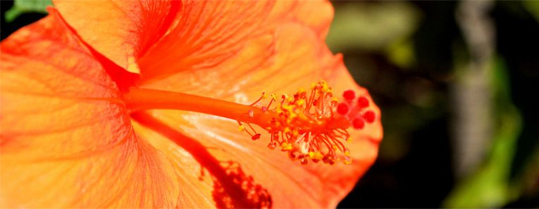 完美的花朵.jpg 完美的花朵