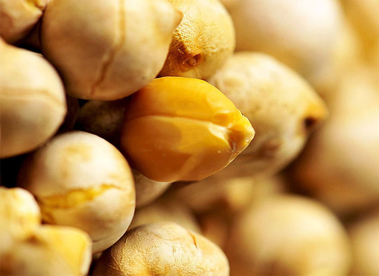 鷹嘴豆.jpg 鷹嘴豆