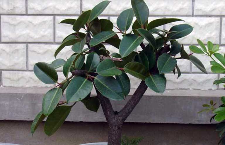 橡皮樹的風水說法.jpeg 橡皮樹的風水說法