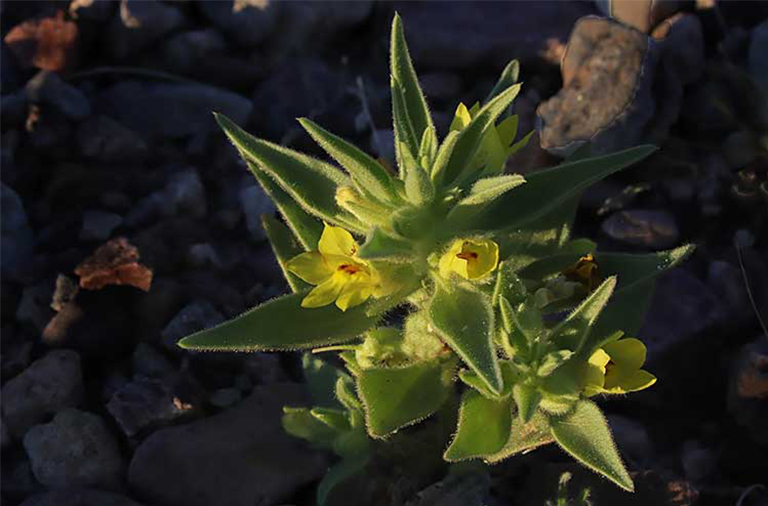 仿真樹.jpg 仿真樹