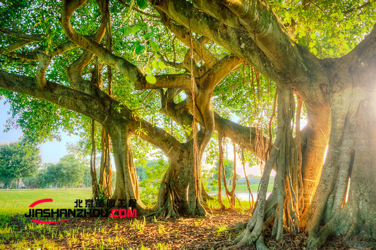 仿真假樹.jpg 仿真假樹