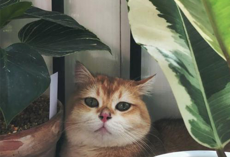 仿真樹.jpg 仿真樹