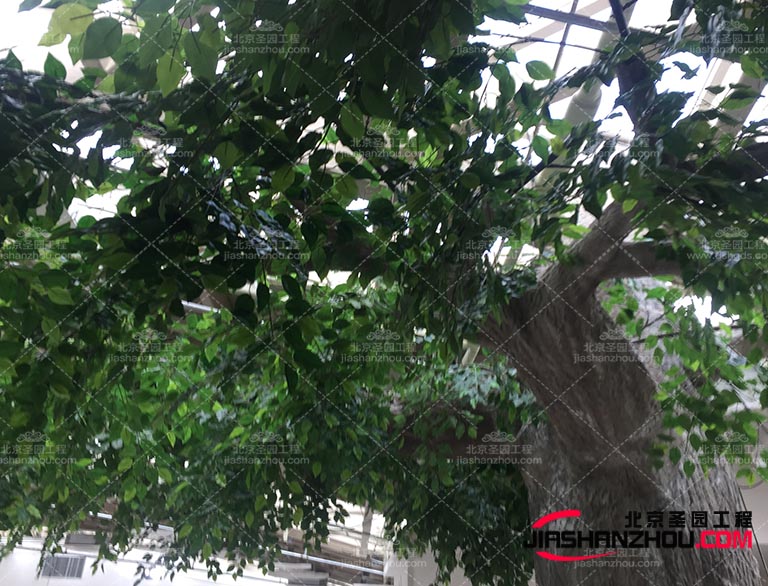 仿真樹.jpg 仿真樹