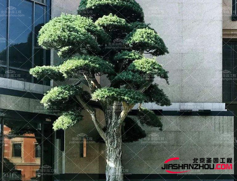 仿真樹.jpg 仿真樹